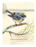 Yellow-Rumped-Warbler-WP