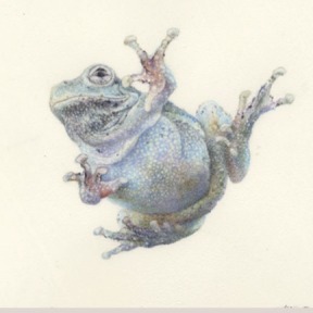 Grey Tree Frog-Watercolor on Vellum