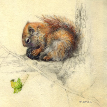 Red Squirrel-WAtercolor on vellum